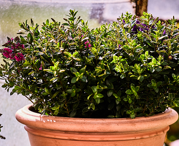 Hebe Allblooms