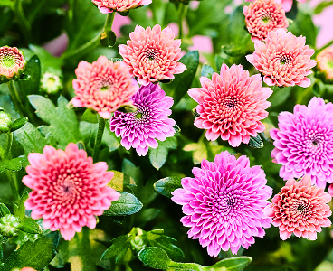 Chrysanthème