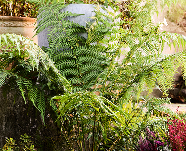 Dicksonia Antartica