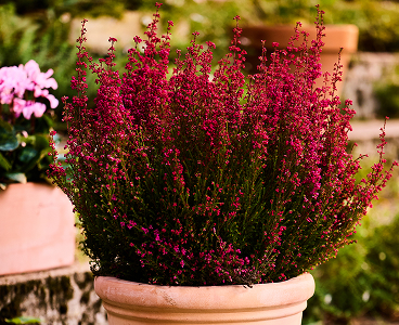 Bruyère Erica