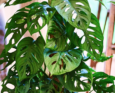 Plantes vertes