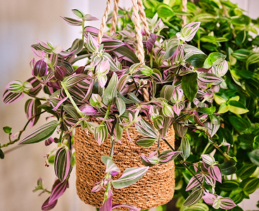 Tradescantia