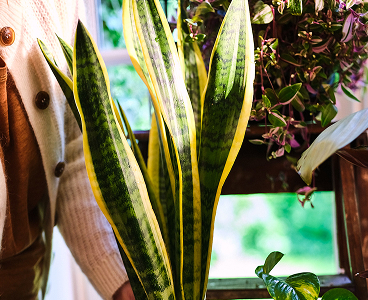 Sansevieria