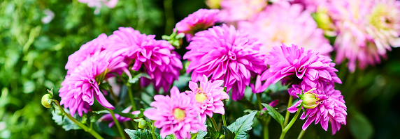 Fleurs de saison