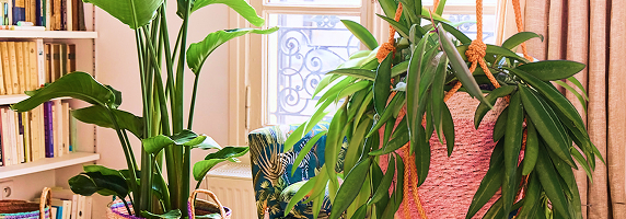 Plantes d'intérieur
