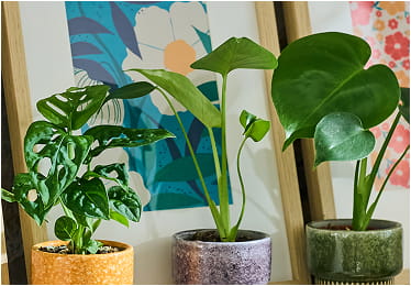 Plantes d’intérieur