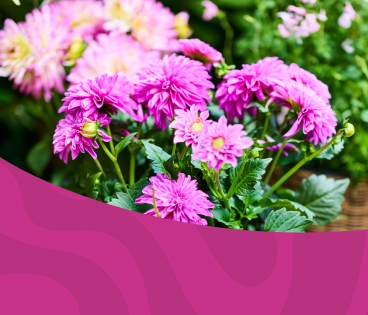 Ventes privees Plantes
