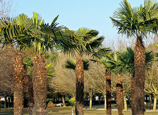 Le palmier et le froid.