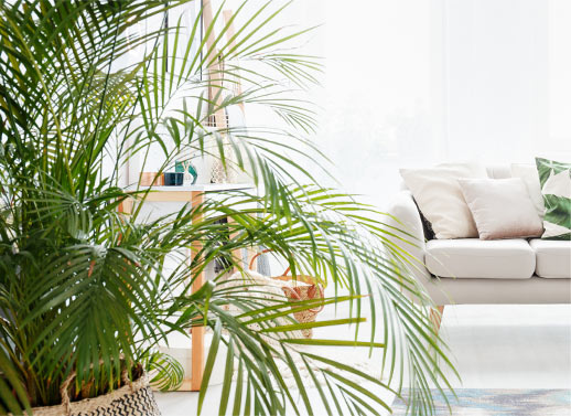 Quels palmiers pour l’intérieur ?