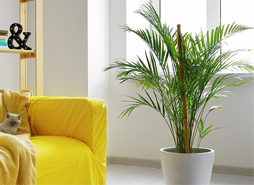 Quels palmiers pour l’intérieur ?