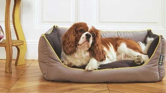 Comment bien choisir un panier pour chien ?