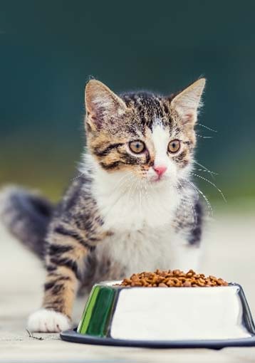 Comment bien nourrir son chat ?