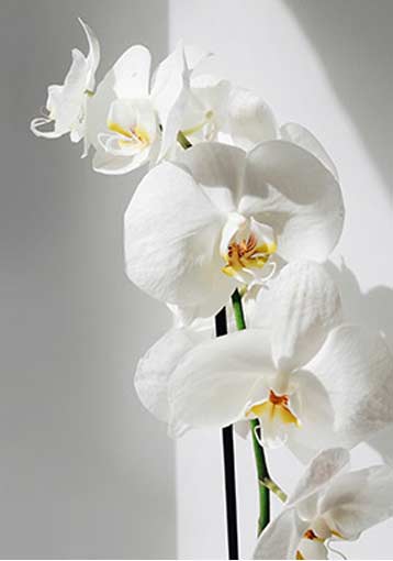 Entretenir son orchidée 