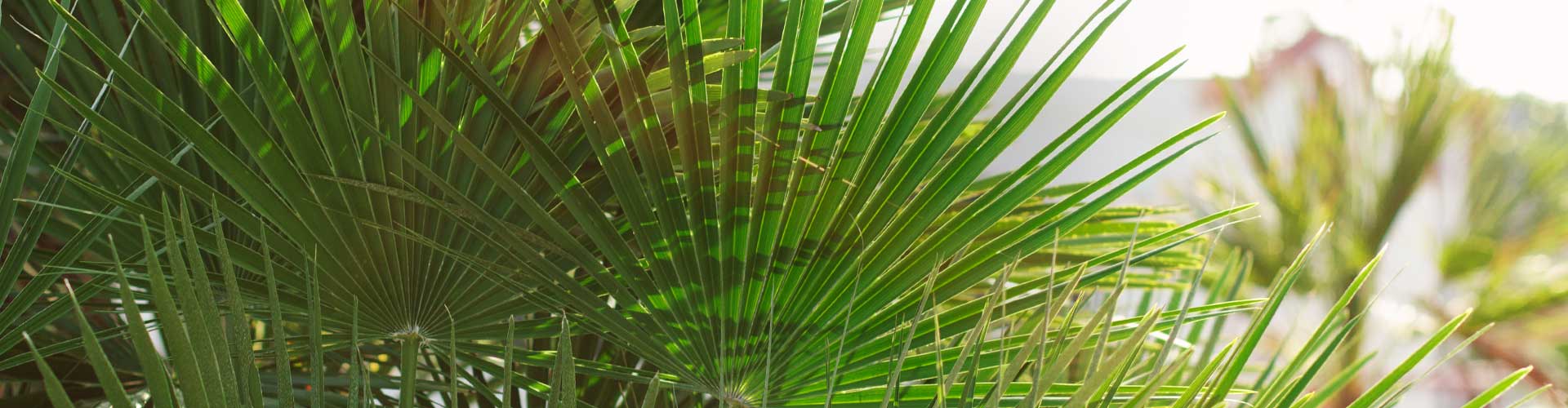 Des palmiers