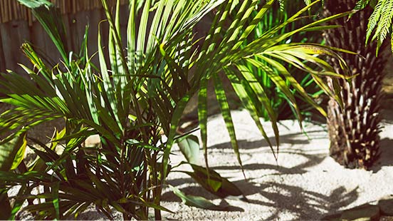 Palmier : variétés, plantation, entretien