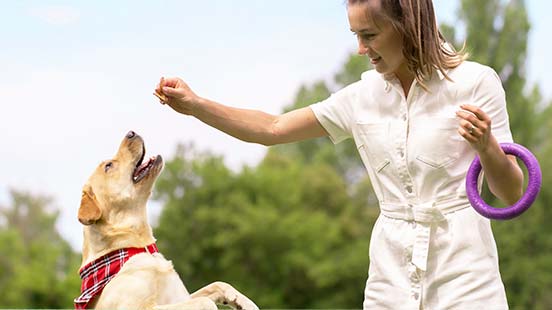 Education du chien : comprendre ses besoins