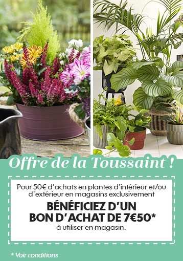 Offre de la Toussaint !