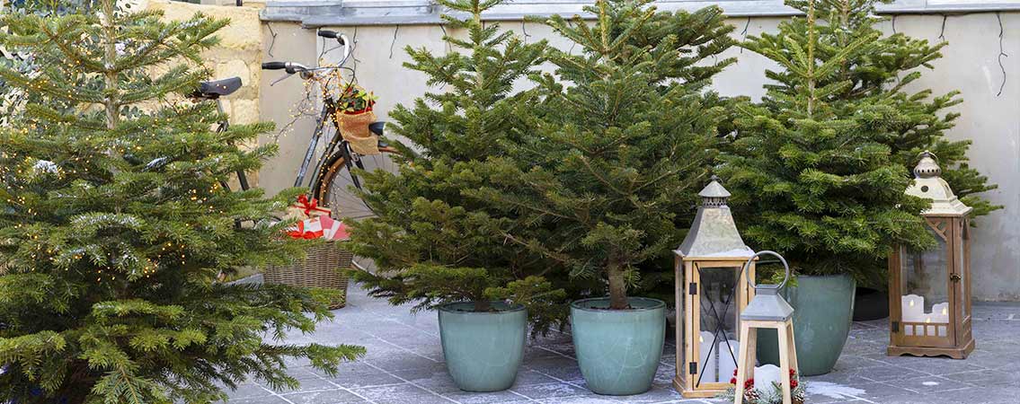 Sapins en pot