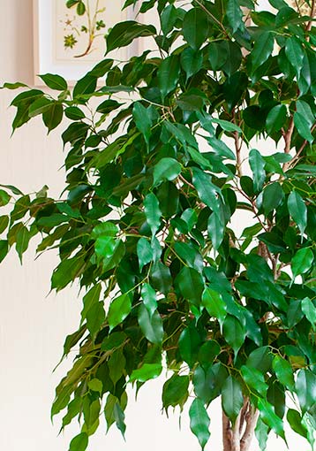 Pourquoi le ficus perd-il ses feuilles ?