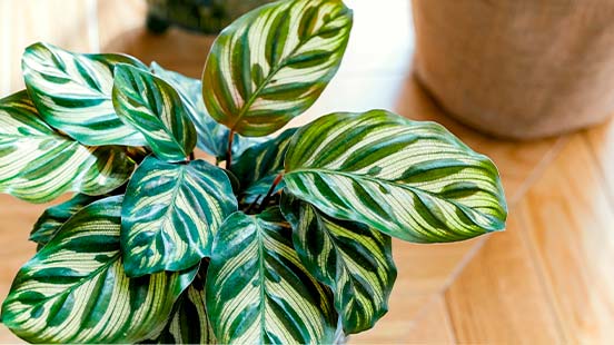 Comment entretenir un calathea ?