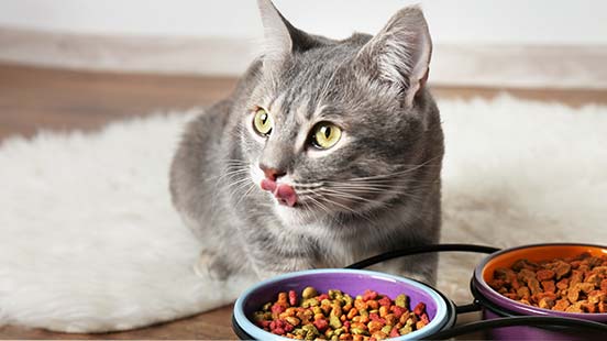 Le changement d’alimentation chez le chat