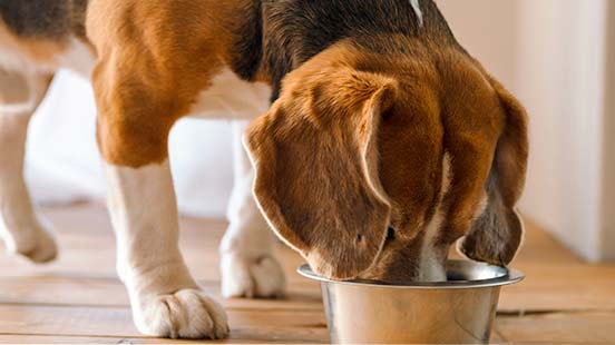 La transition alimentaire chez le chien
