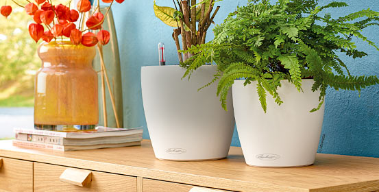 Pots à réserve d'eau