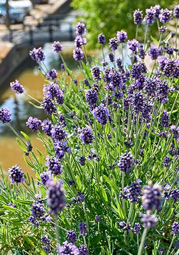 Les plantes mellifères au balcon