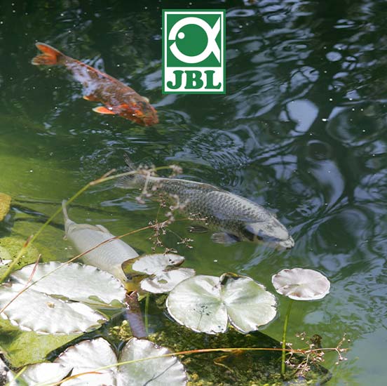 JBL PROPOND votre alimentation pour poisson de bassin
