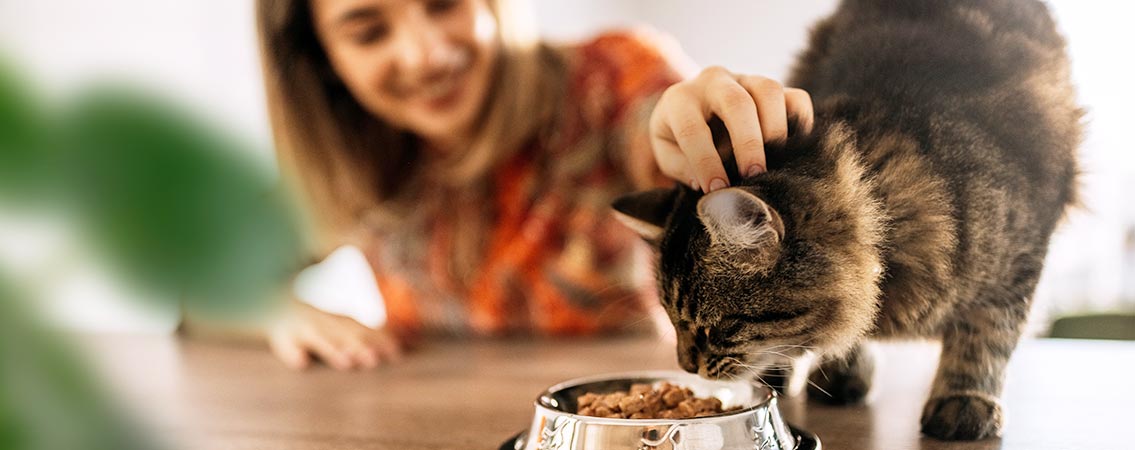 Alimentation chats