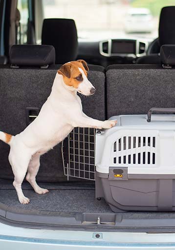 Partir en vacances avec ses animaux
