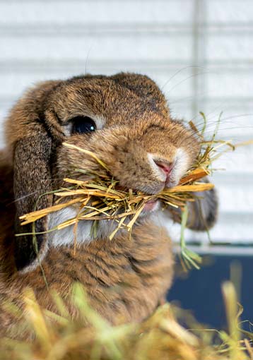 Comment nourrir votre lapin ?