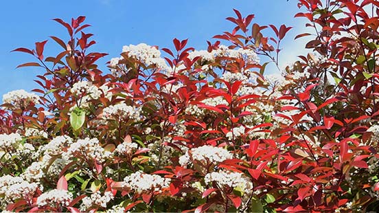 À quelle saison planter le photinia ?