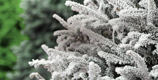 Sapins floqués