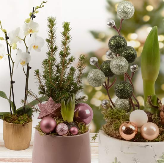 Compositions de fêtes