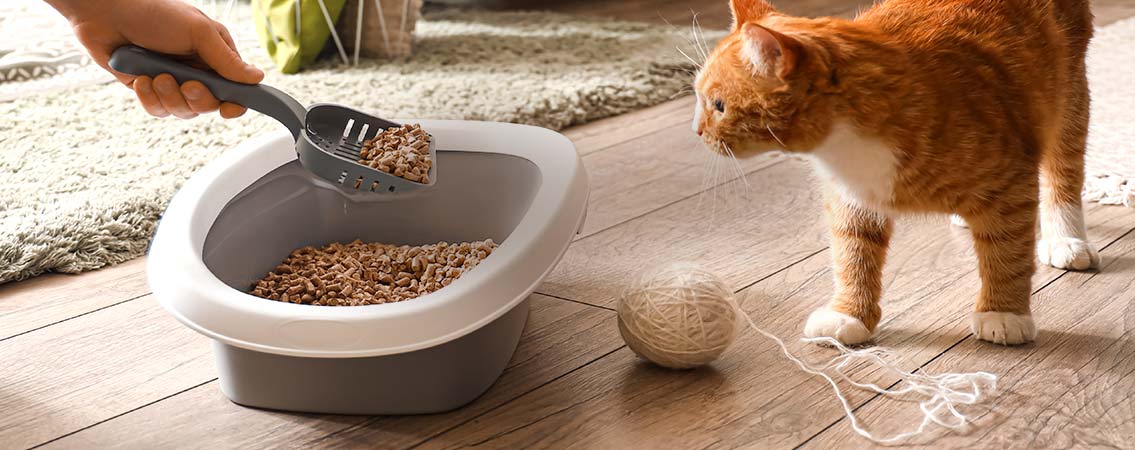 Litières pour chats