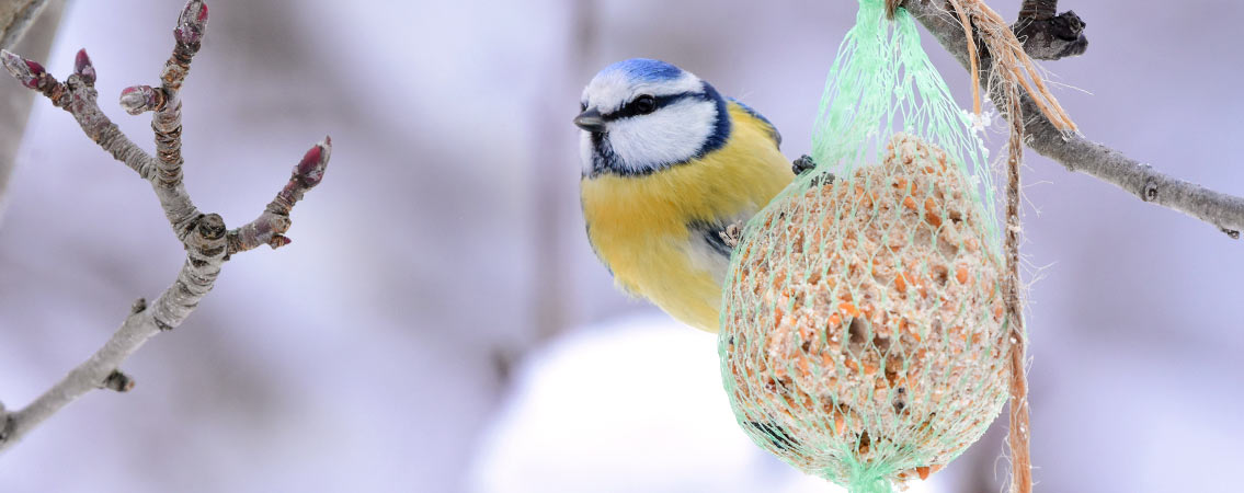 Alimentation oiseaux du jardin