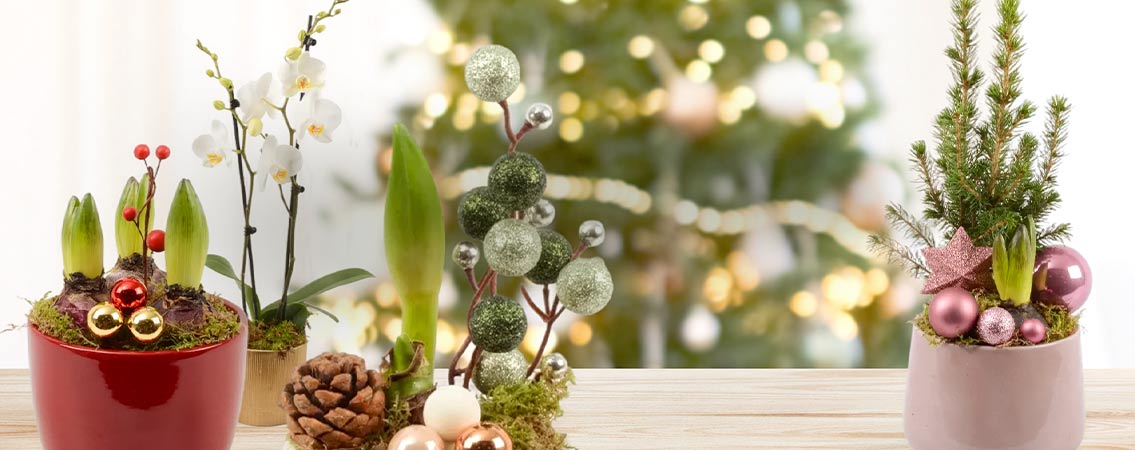 Compositions de fêtes