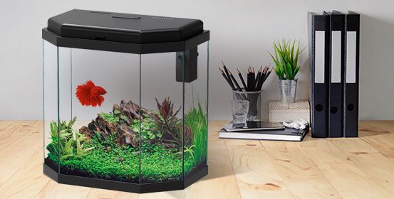 Petits aquariums