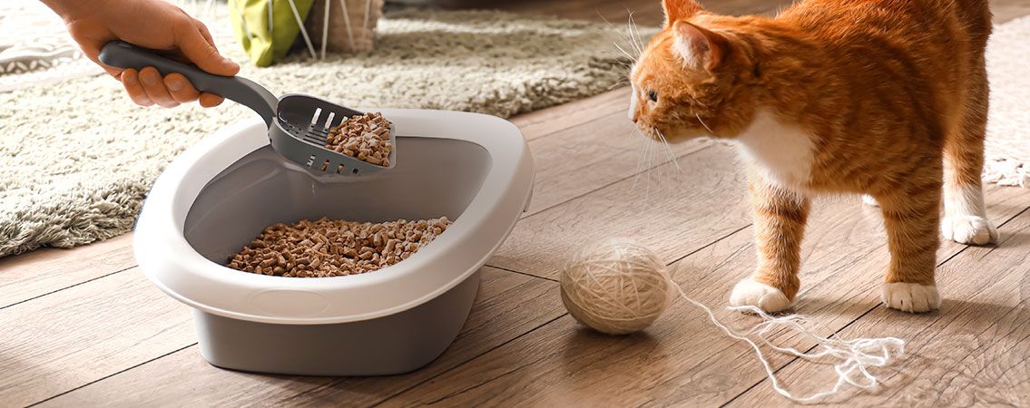 Litières pour chats