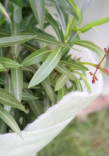 Tout savoir sur le voile d’hivernage