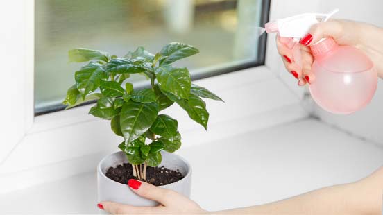 Comment bien entretenir sa plante d'intérieur ?