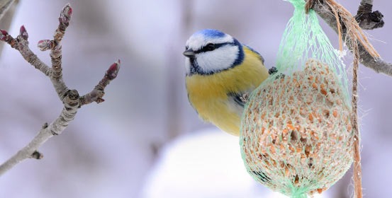 Alimentation pour oiseaux du jardin
