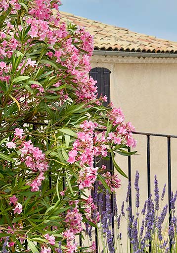 Les plantes méditerranéennes