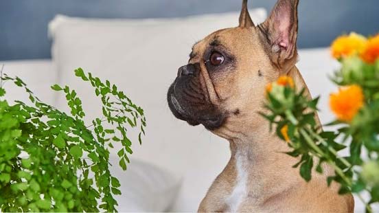 Plantes compatibles avec la présence des animaux