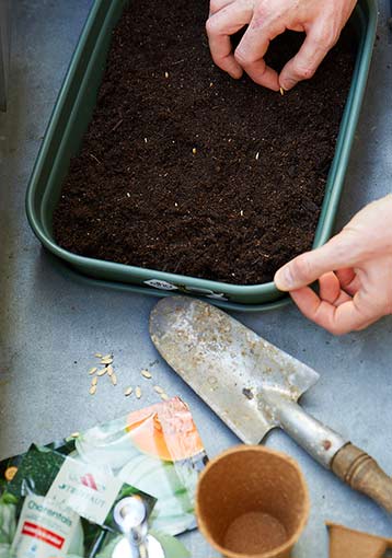 Faire son semis pour le potager