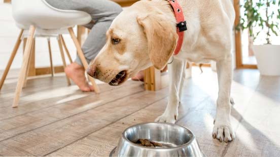 Le changement d’alimentation chez le chien 