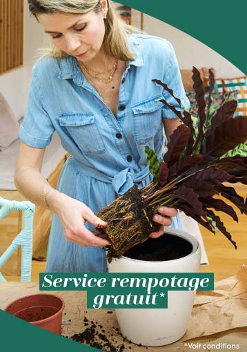 Service rempotage