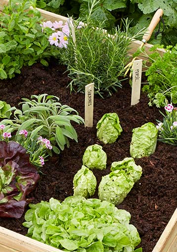 5 légumes pour votre carré potager