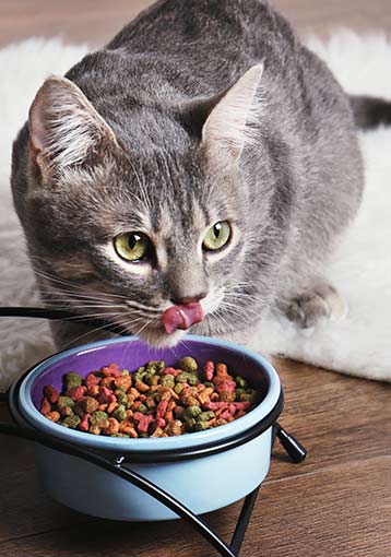 Changement d’alimentation chat